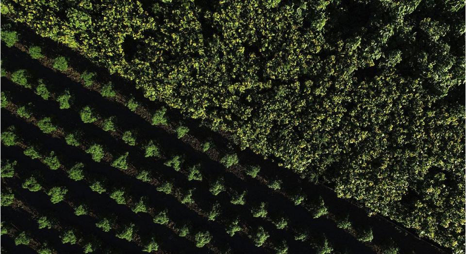 Our Considered Fibre Series: Hemp