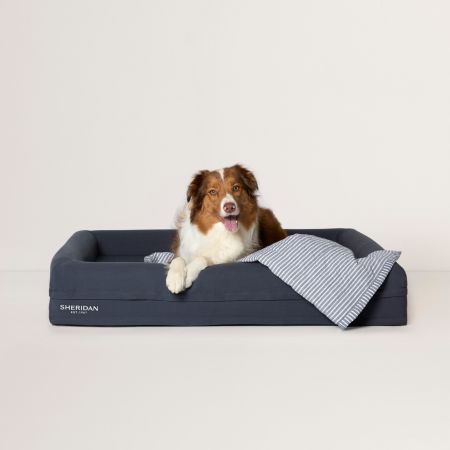 Haley is an Aussie Shepherd and sits in our Large Reggie Bed
