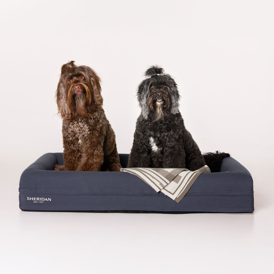 Two dogs sitting in a Sheridan pet bed