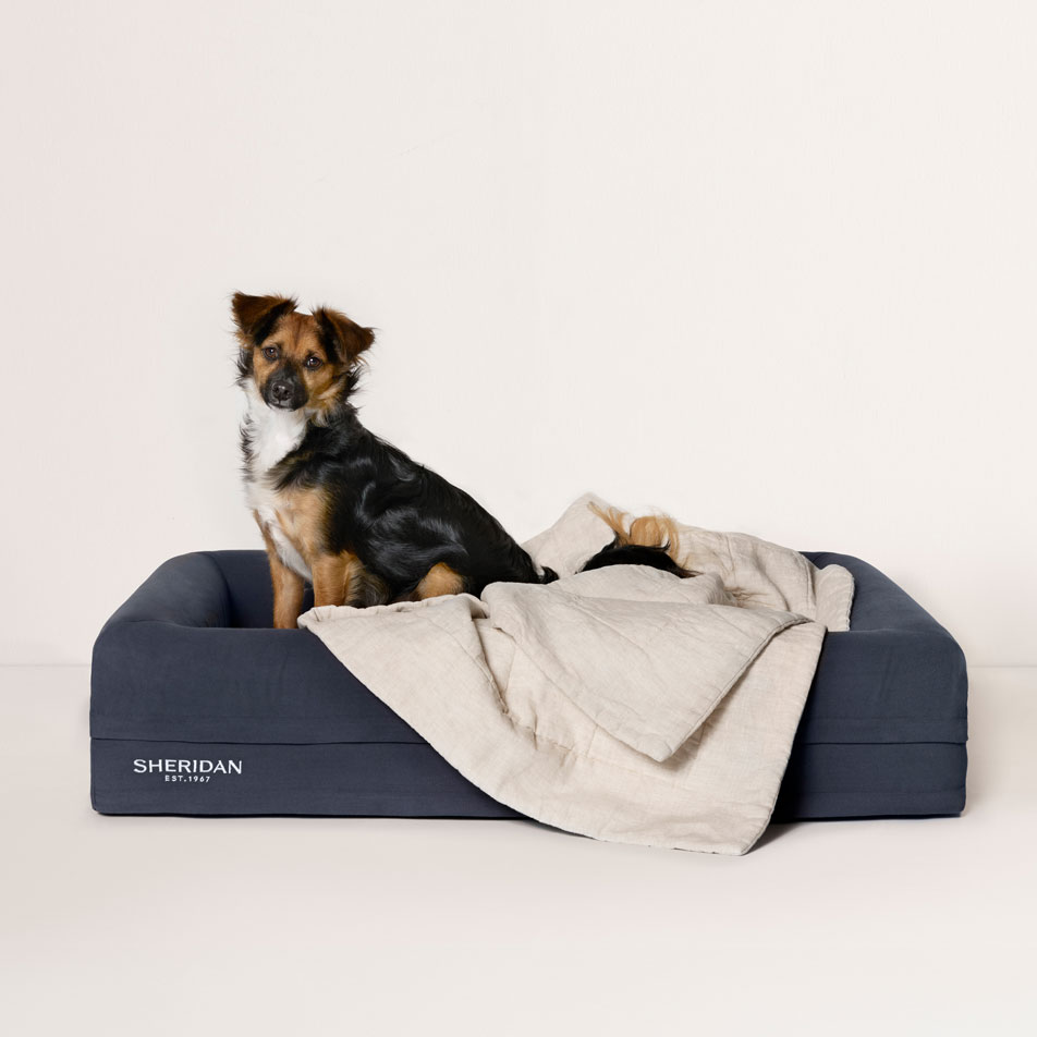 A mixed breed dog sitting in a Sheridan pet bed with an Abbotson Linen pet blanket