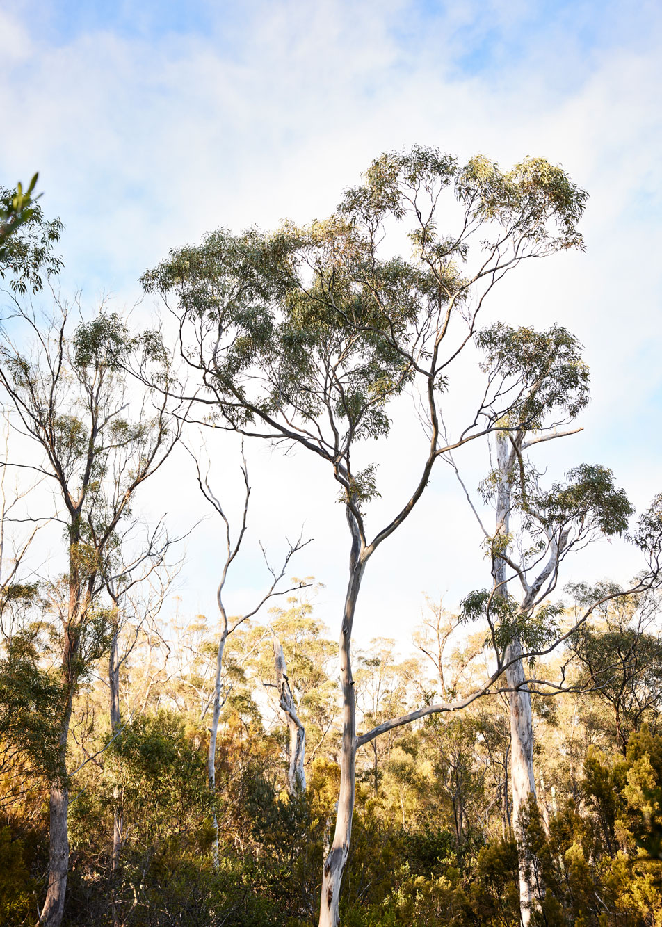 A photo of gum trees against the sky