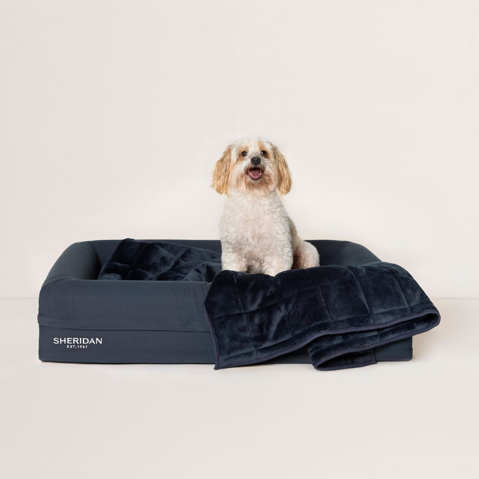 A Maltese Poodle cross sitting in a Sheridan pet bed with a Poppet pet blanket