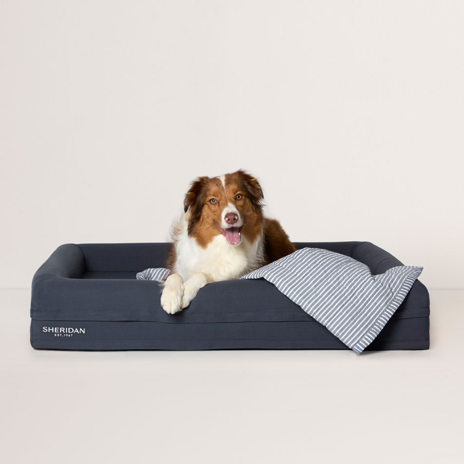 An Australian Shepherd dog sitting in a Sheridan pet bed, with a Reilly pet blanket draped over the side