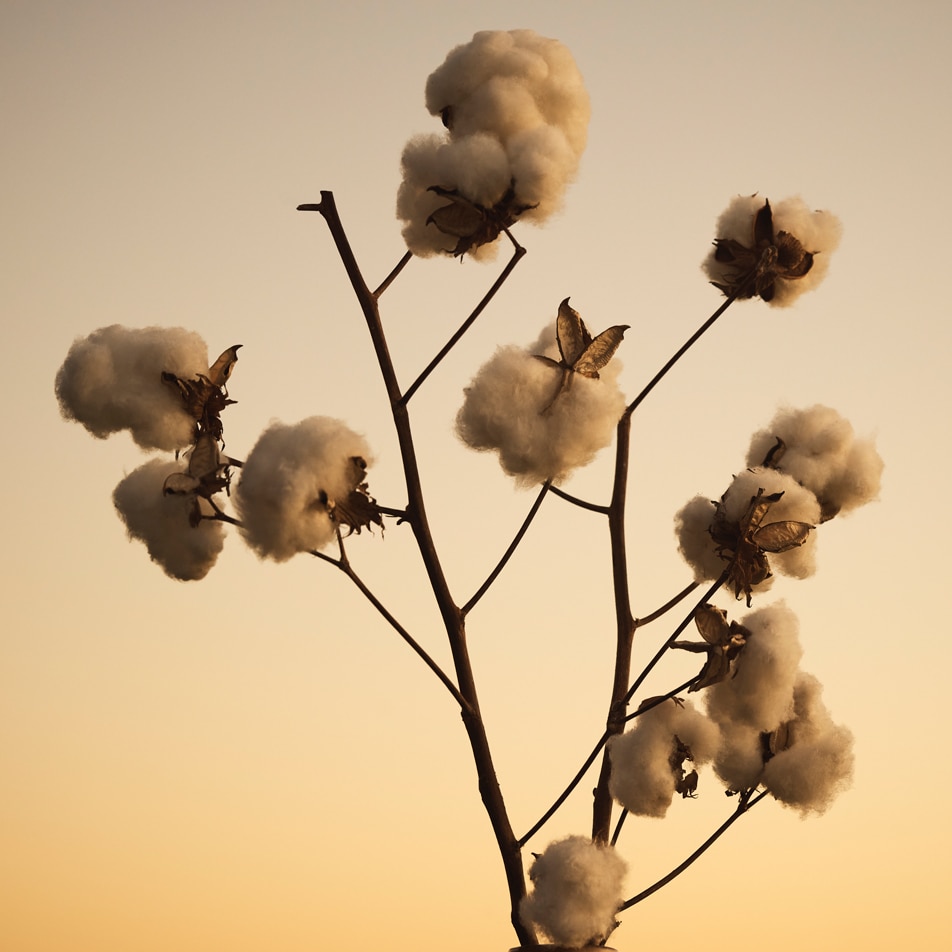Image of a cotton plant silhouetted in front of the sky