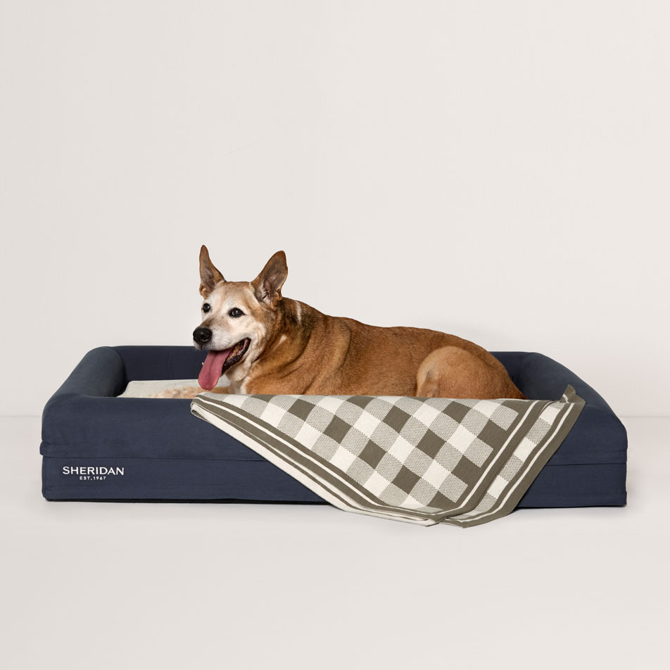 A cattle dog sitting in a Sheridan pet bed, with a knit pet blanket draped over the side