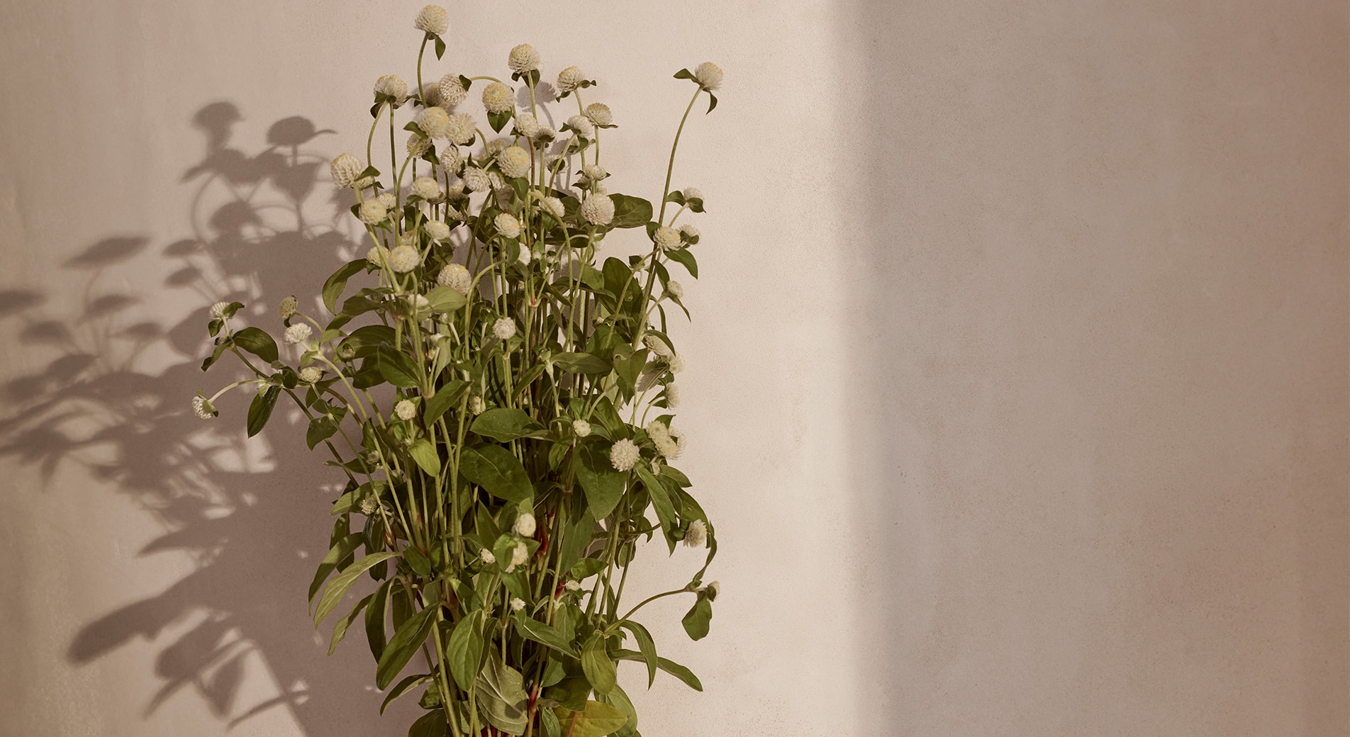 bunch of wildflowers with green leaves and small white buds, held against a neutral wall. light is coming in, creating a beautiful shadow.