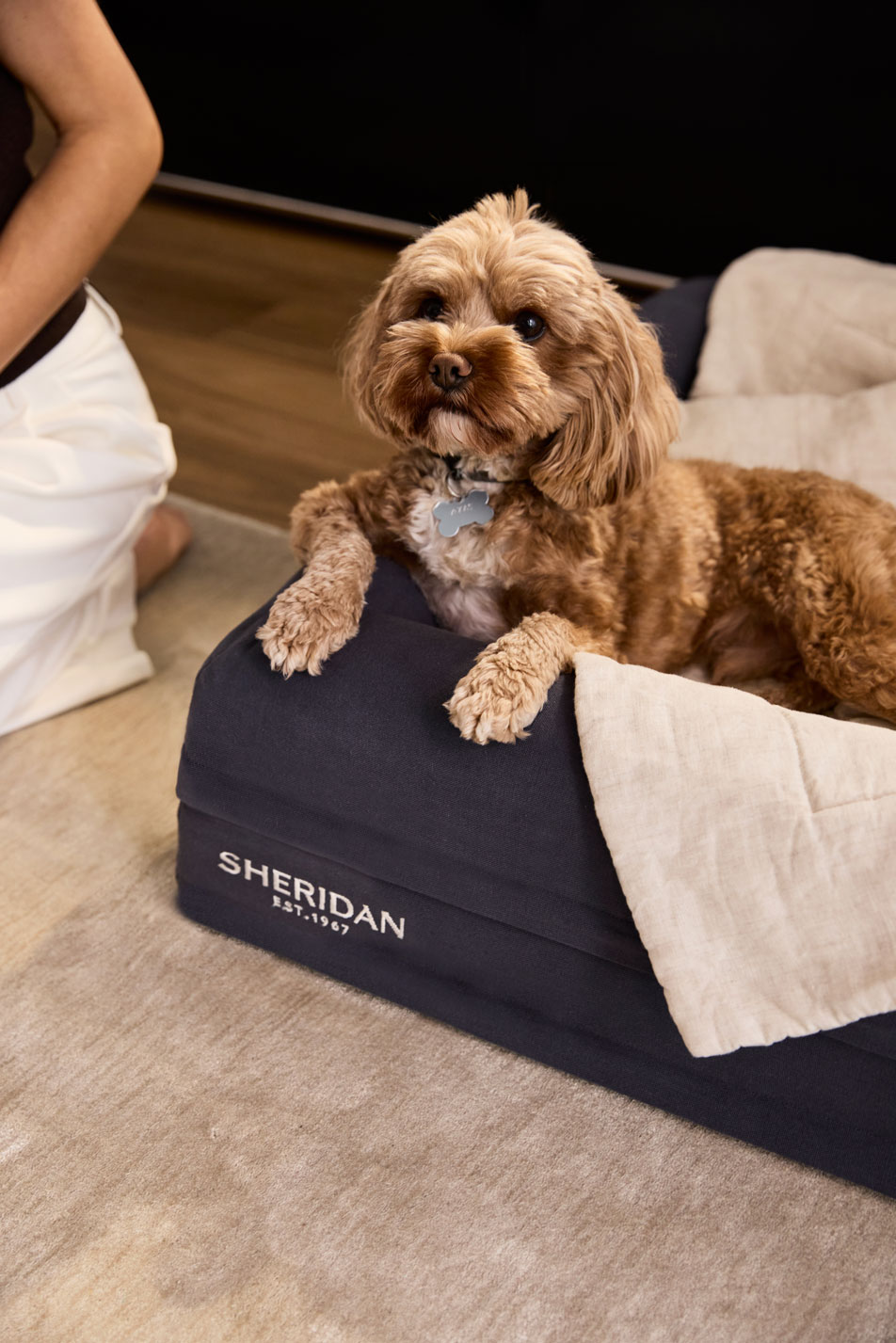 A small cavoodle dog sitting in a Sheridan pet bed.
